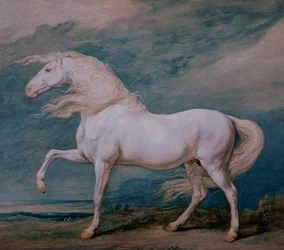 Adonis, um garanhão branco